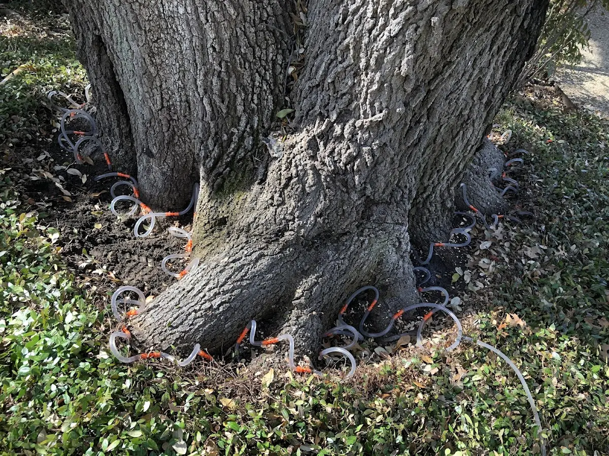Detailed Tree Cabling and Bracing job site in Argyle
